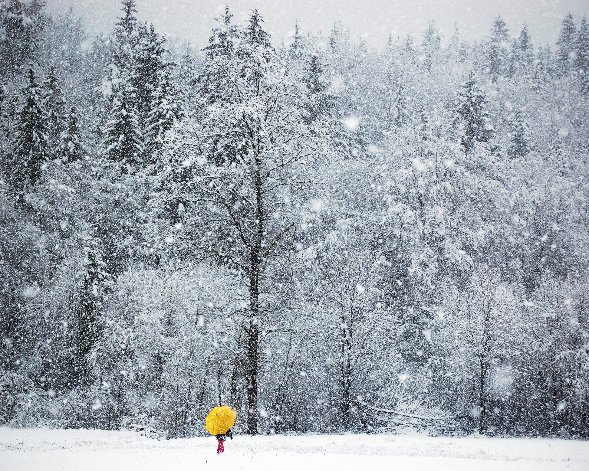 Let It Snow