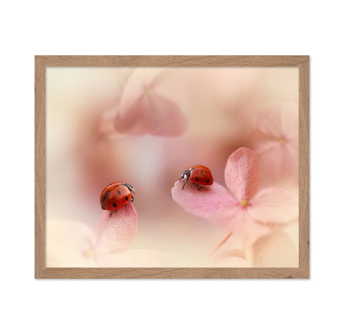 Ladybirds On Pink Hydrangea