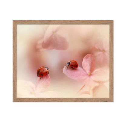 Ladybirds On Pink Hydrangea