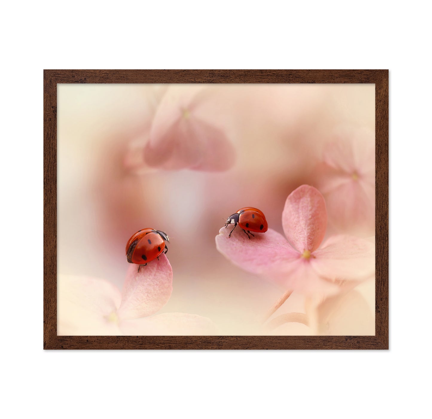 Ladybirds On Pink Hydrangea
