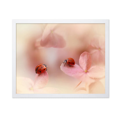 Ladybirds On Pink Hydrangea