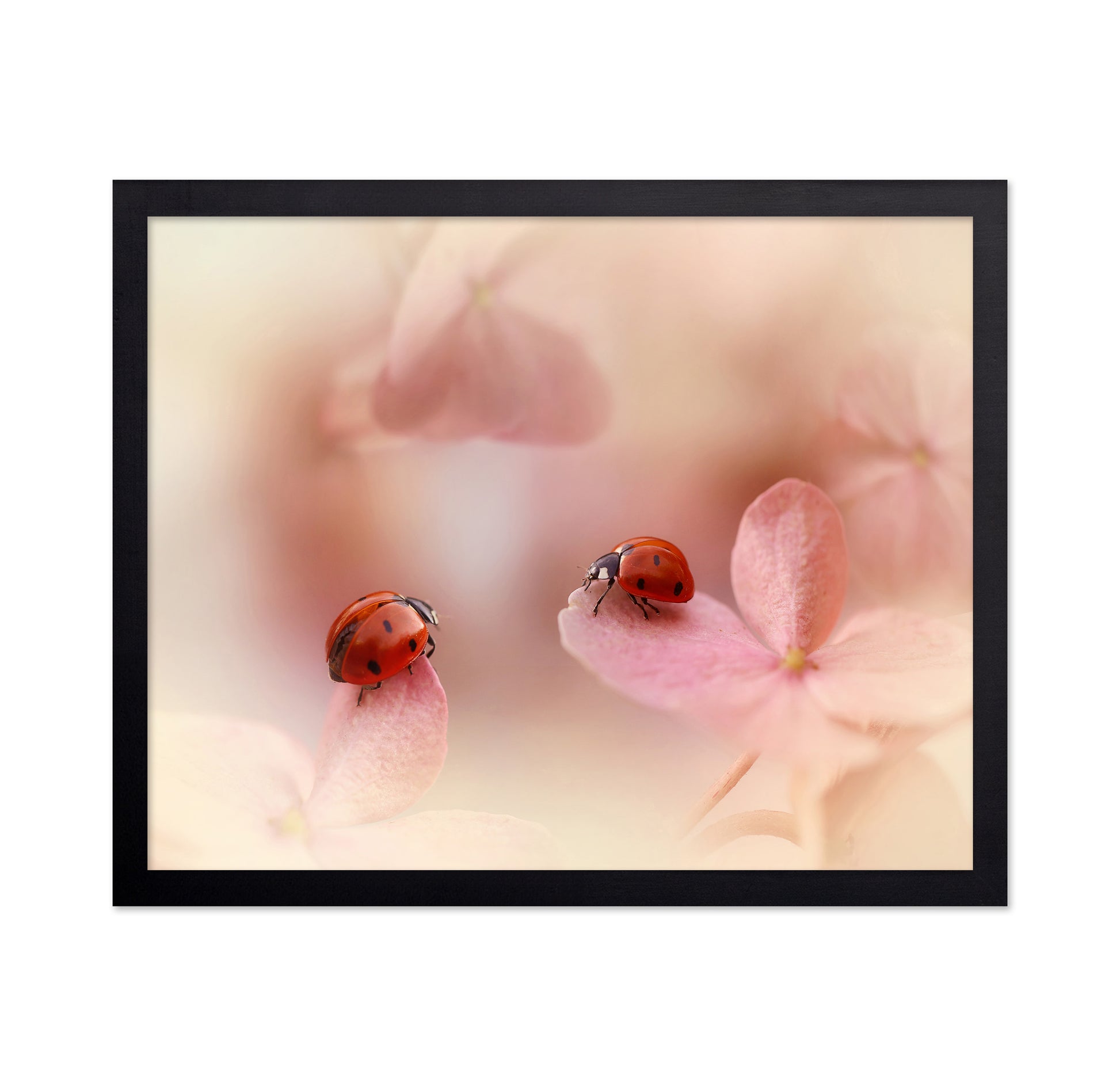 Ladybirds On Pink Hydrangea
