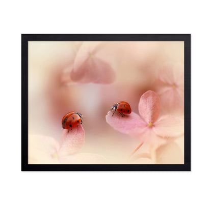 Ladybirds On Pink Hydrangea