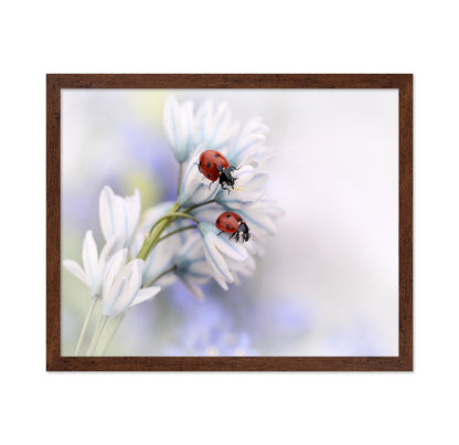 Ladybirds