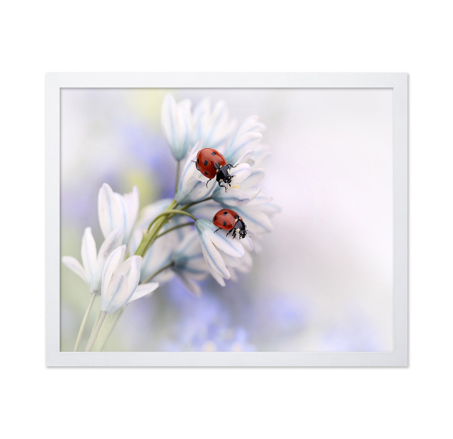 Ladybirds