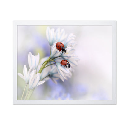 Ladybirds