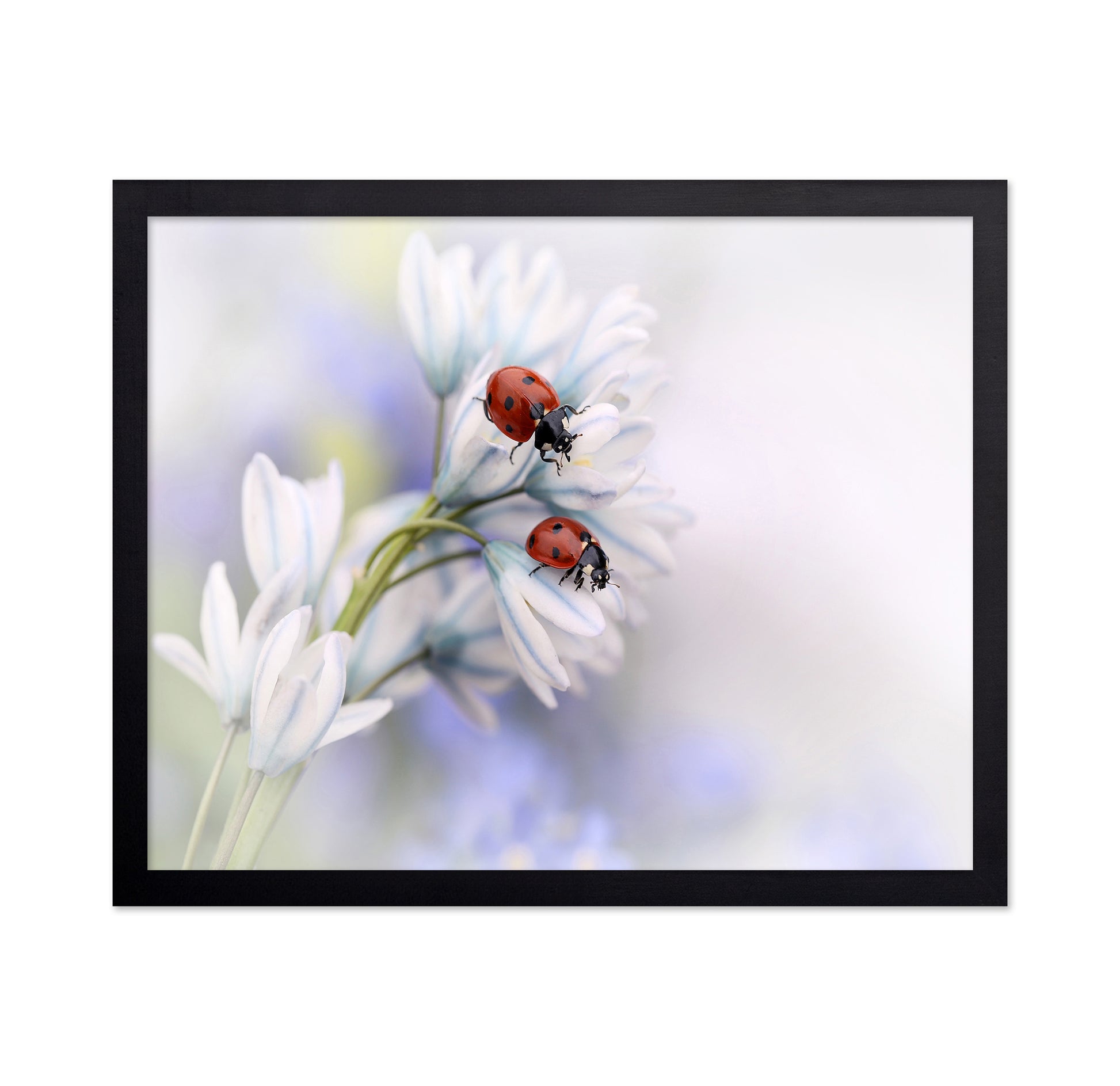 Ladybirds
