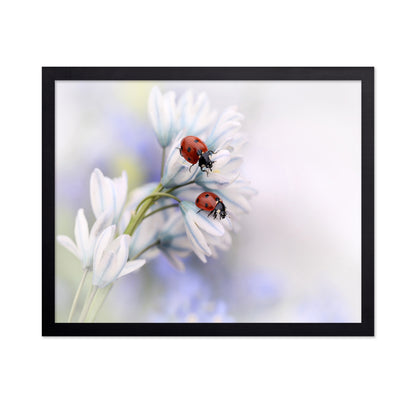 Ladybirds