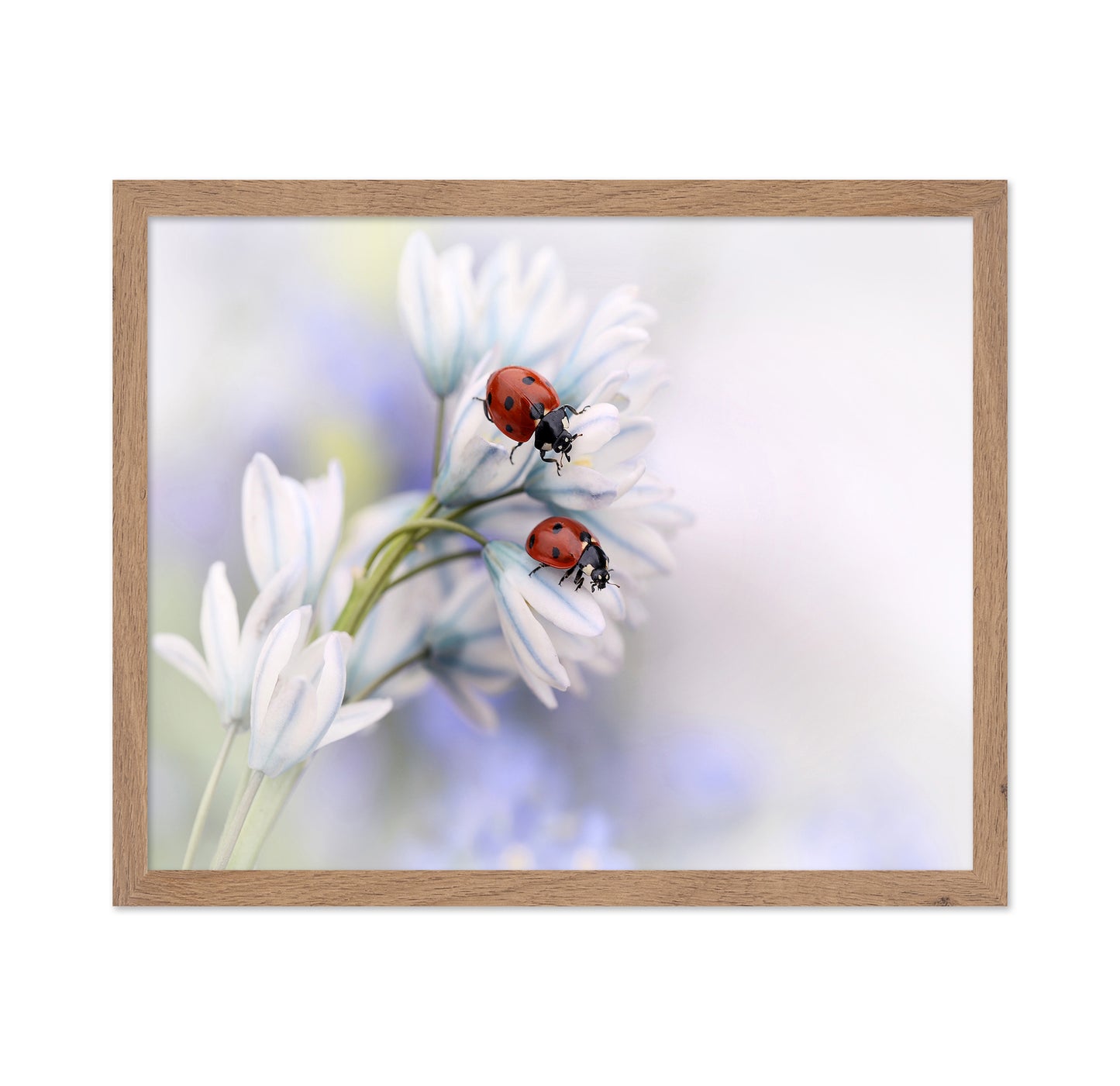 Ladybirds