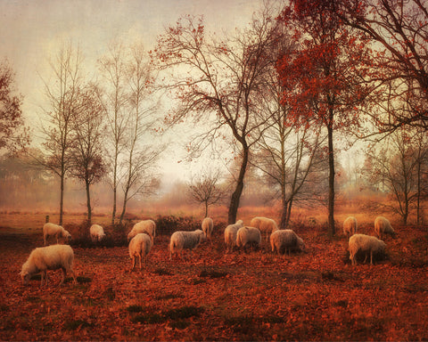 Last Days of Autumn