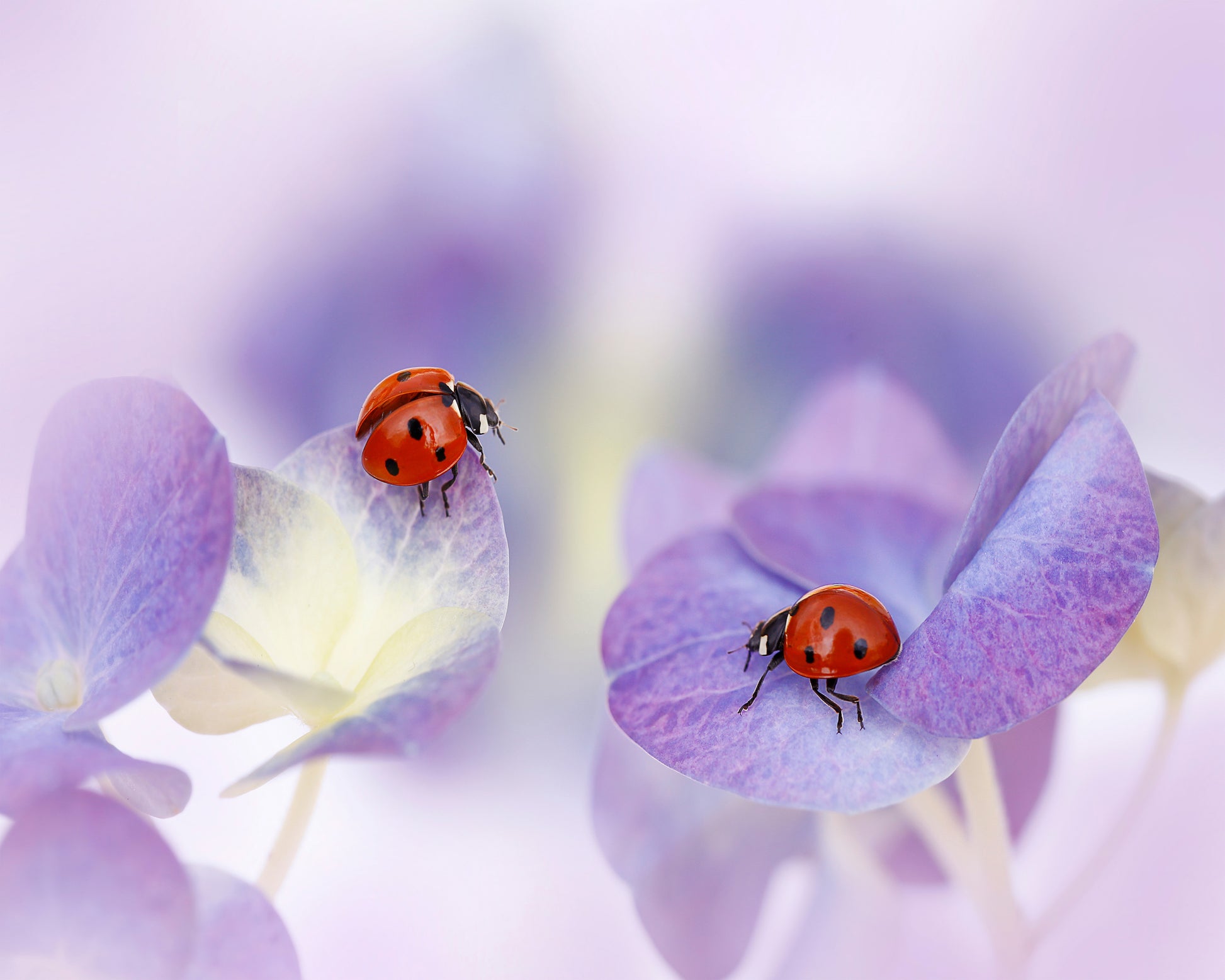 Red and Purple