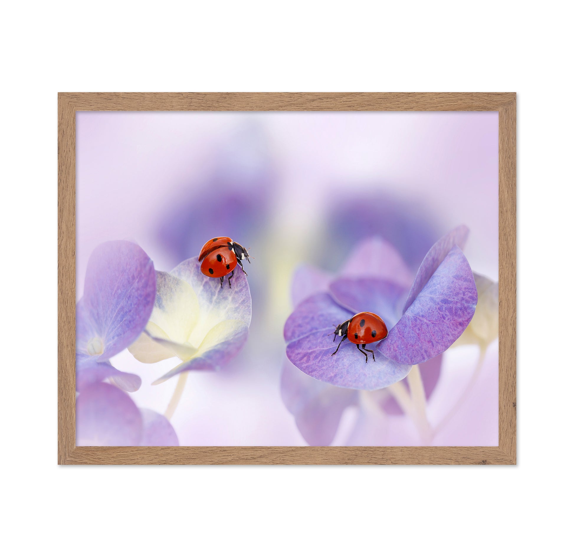 Red and Purple