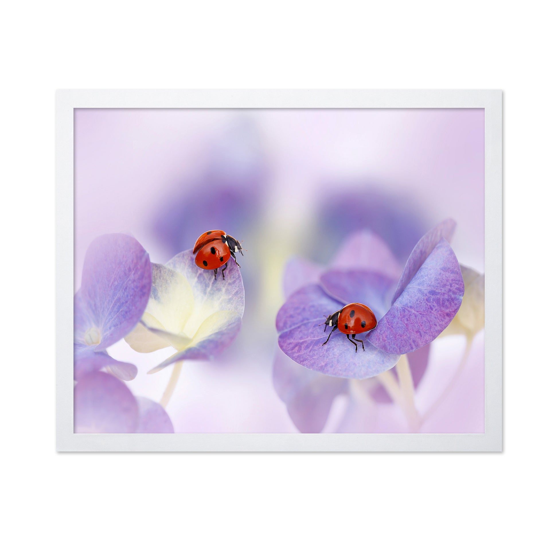 Red and Purple