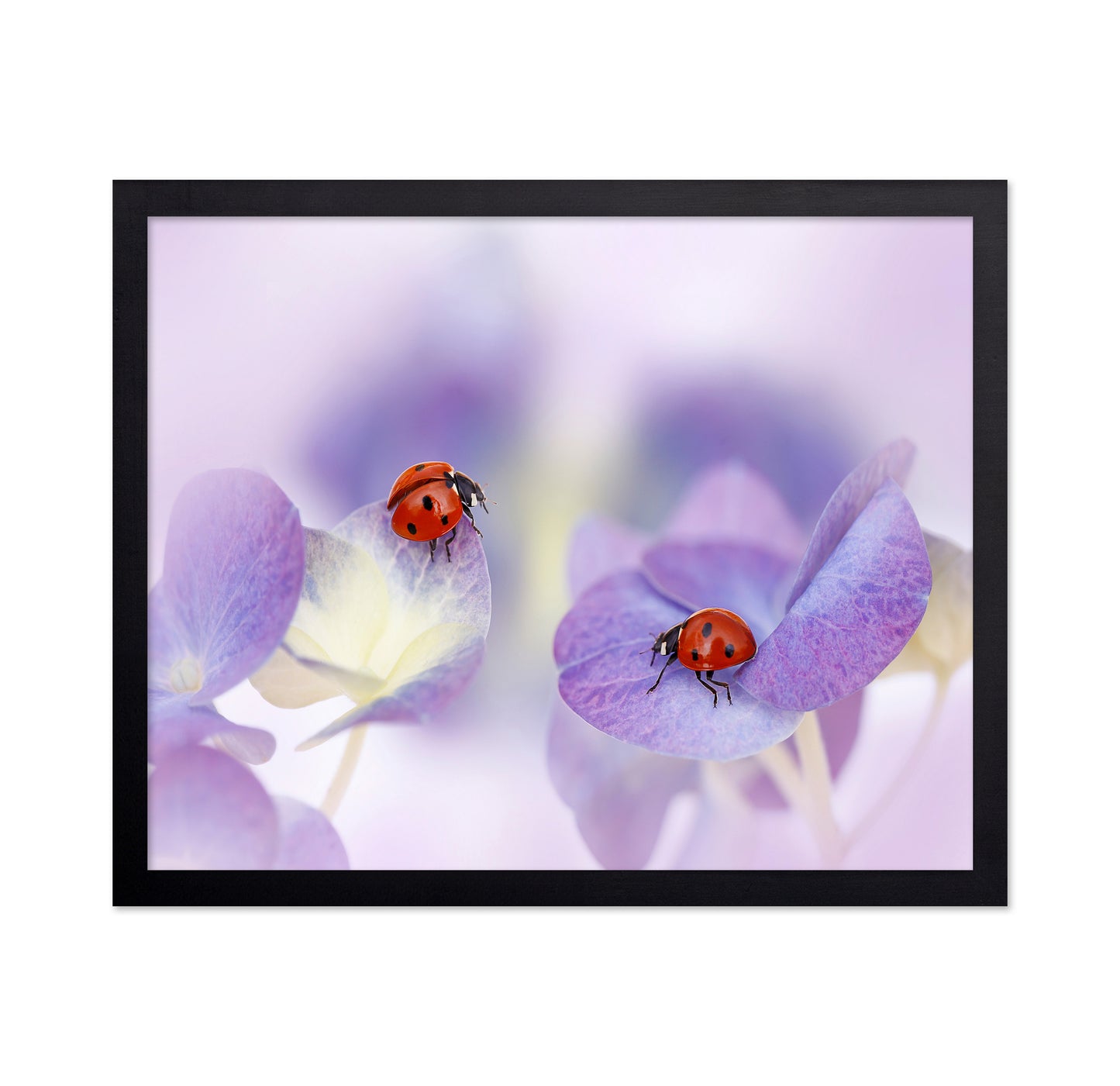 Red and Purple