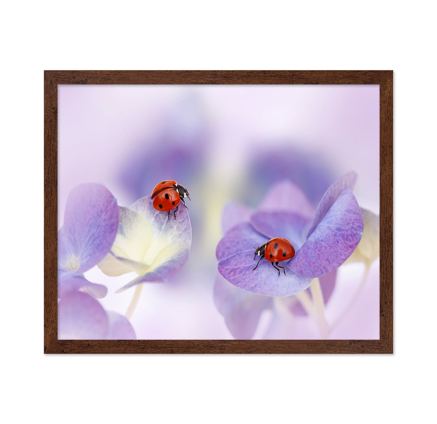 Red and Purple