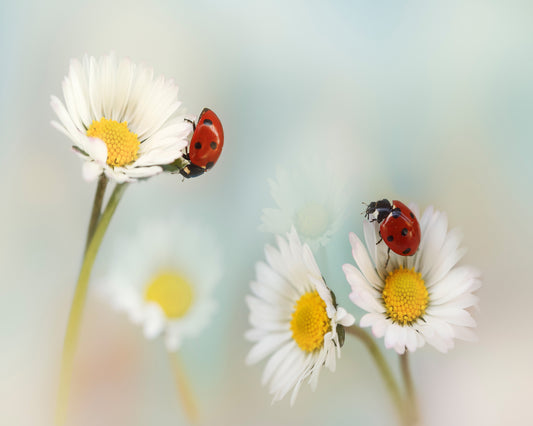 Springtime