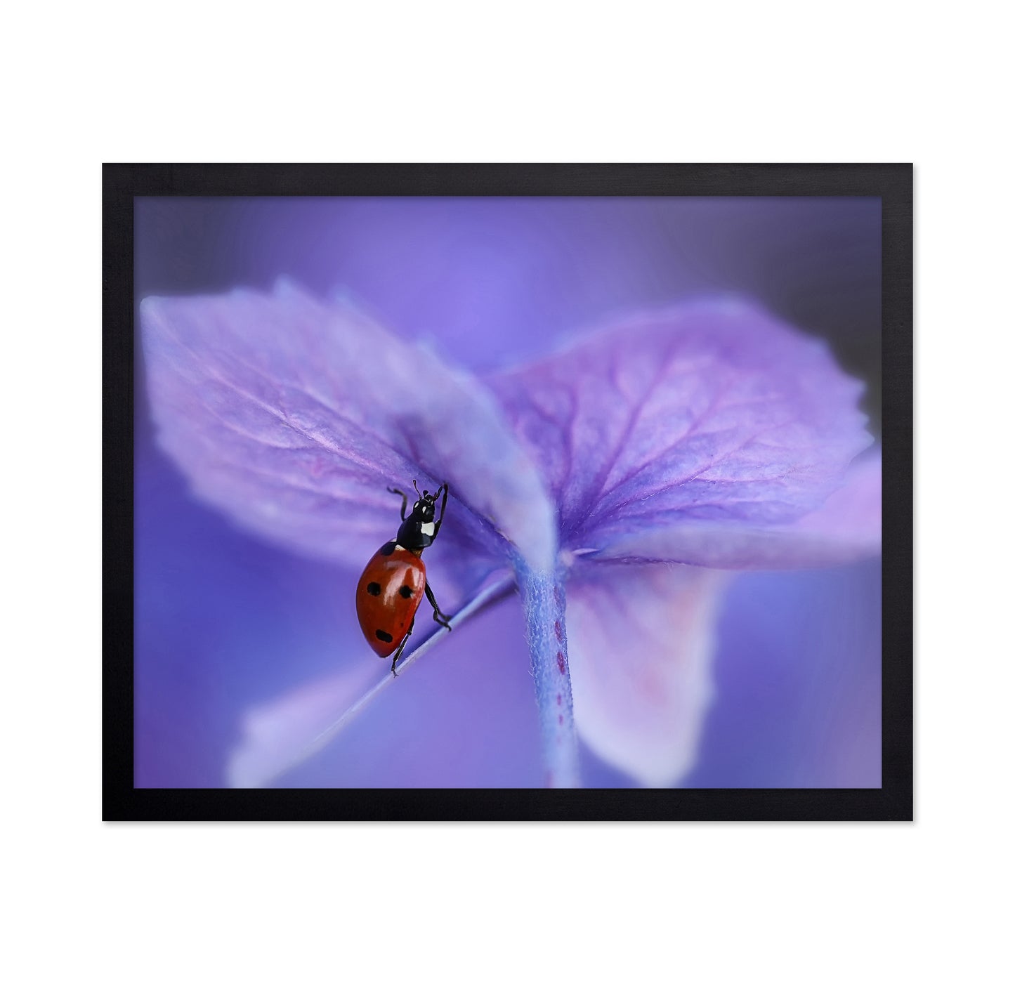 Ladybird On Purple Hydrangea
