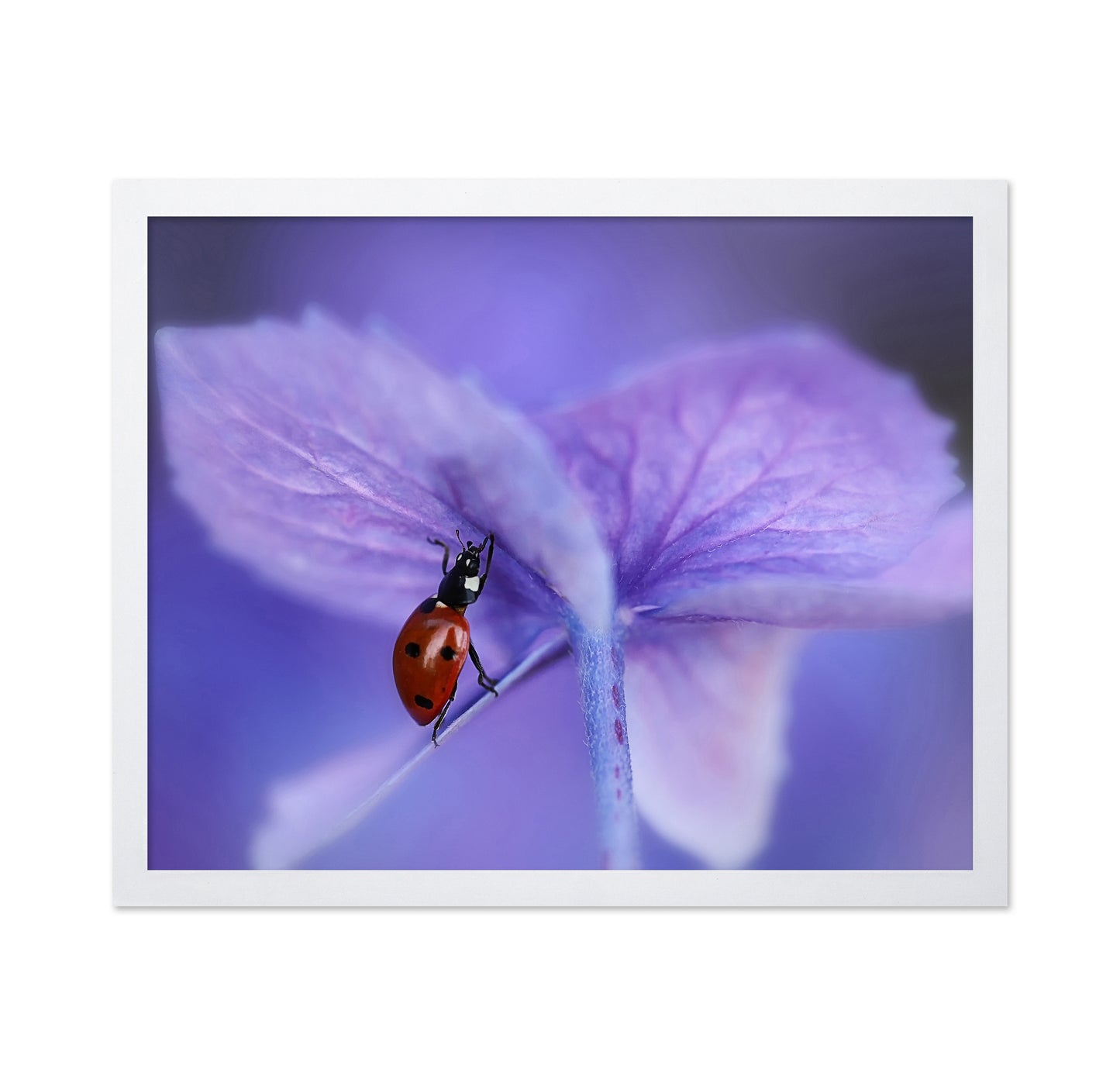 Ladybird On Purple Hydrangea