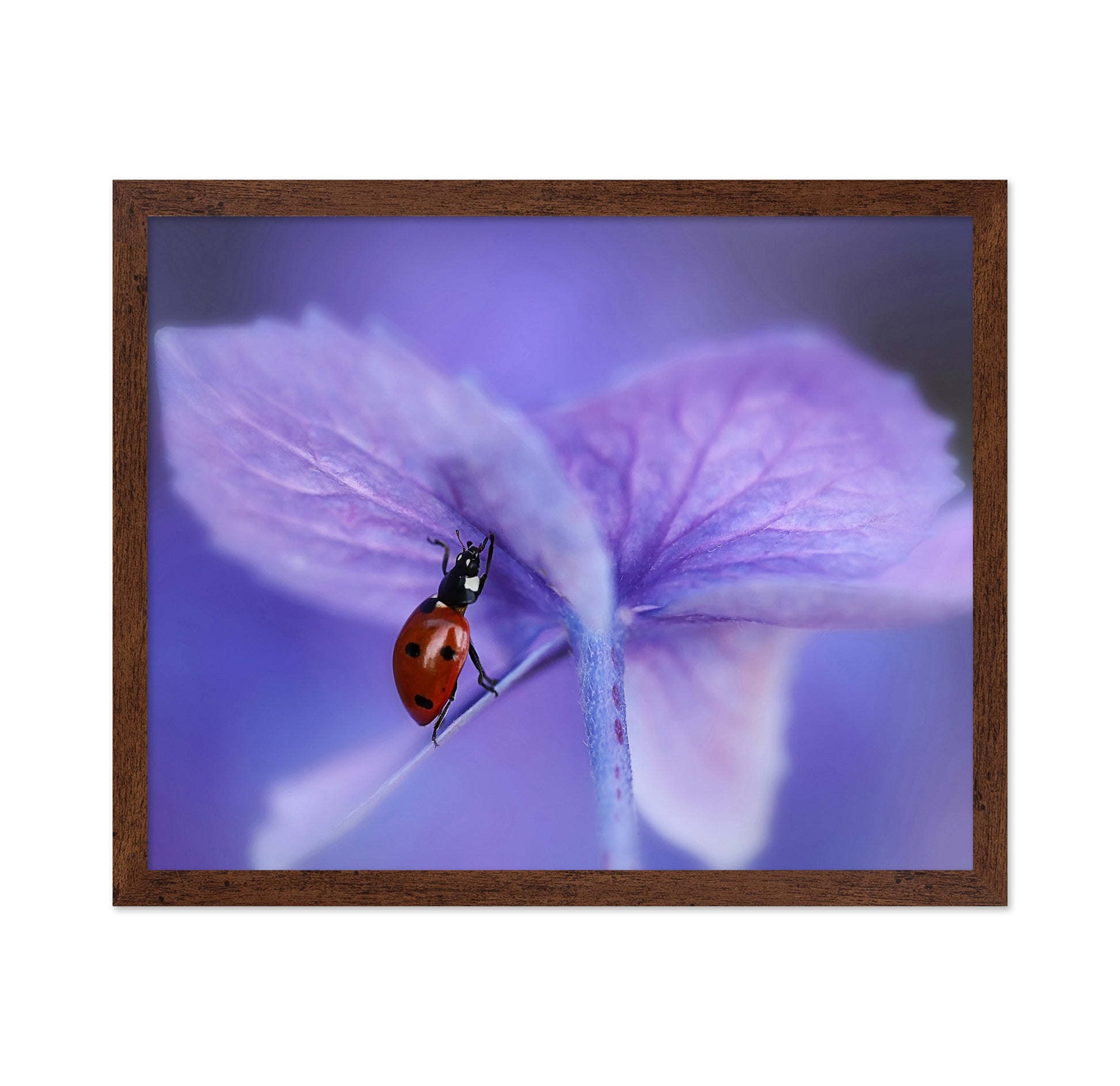 Ladybird On Purple Hydrangea
