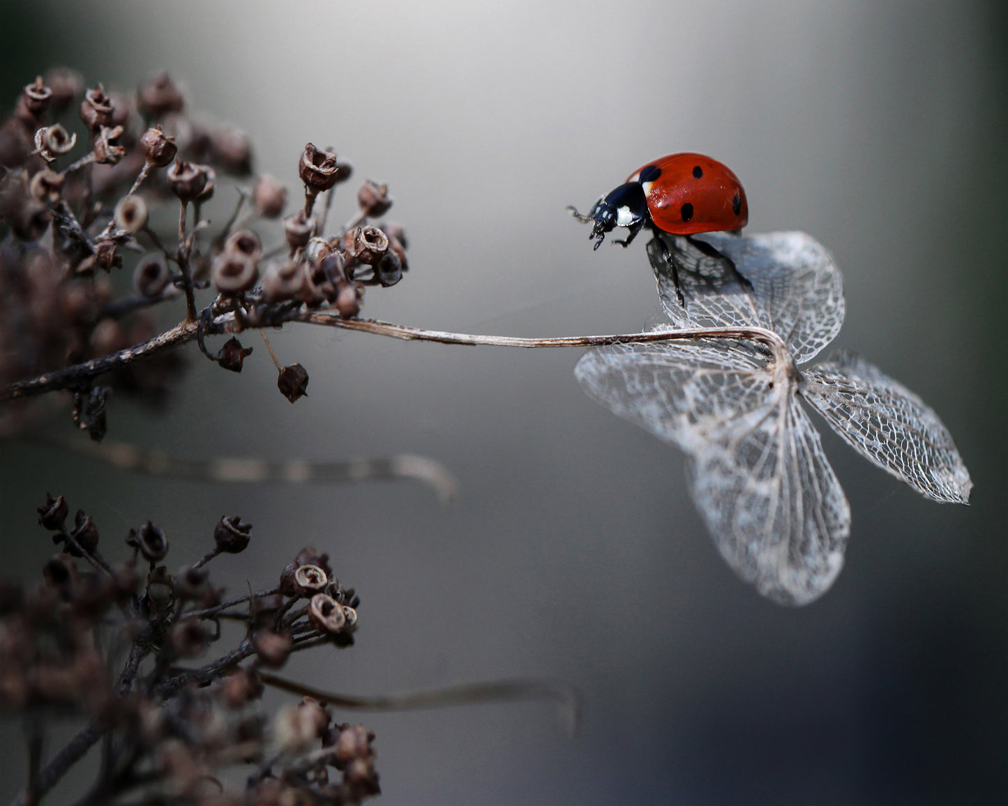 Ladybird On Hydrangea