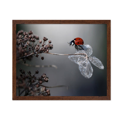 Ladybird On Hydrangea