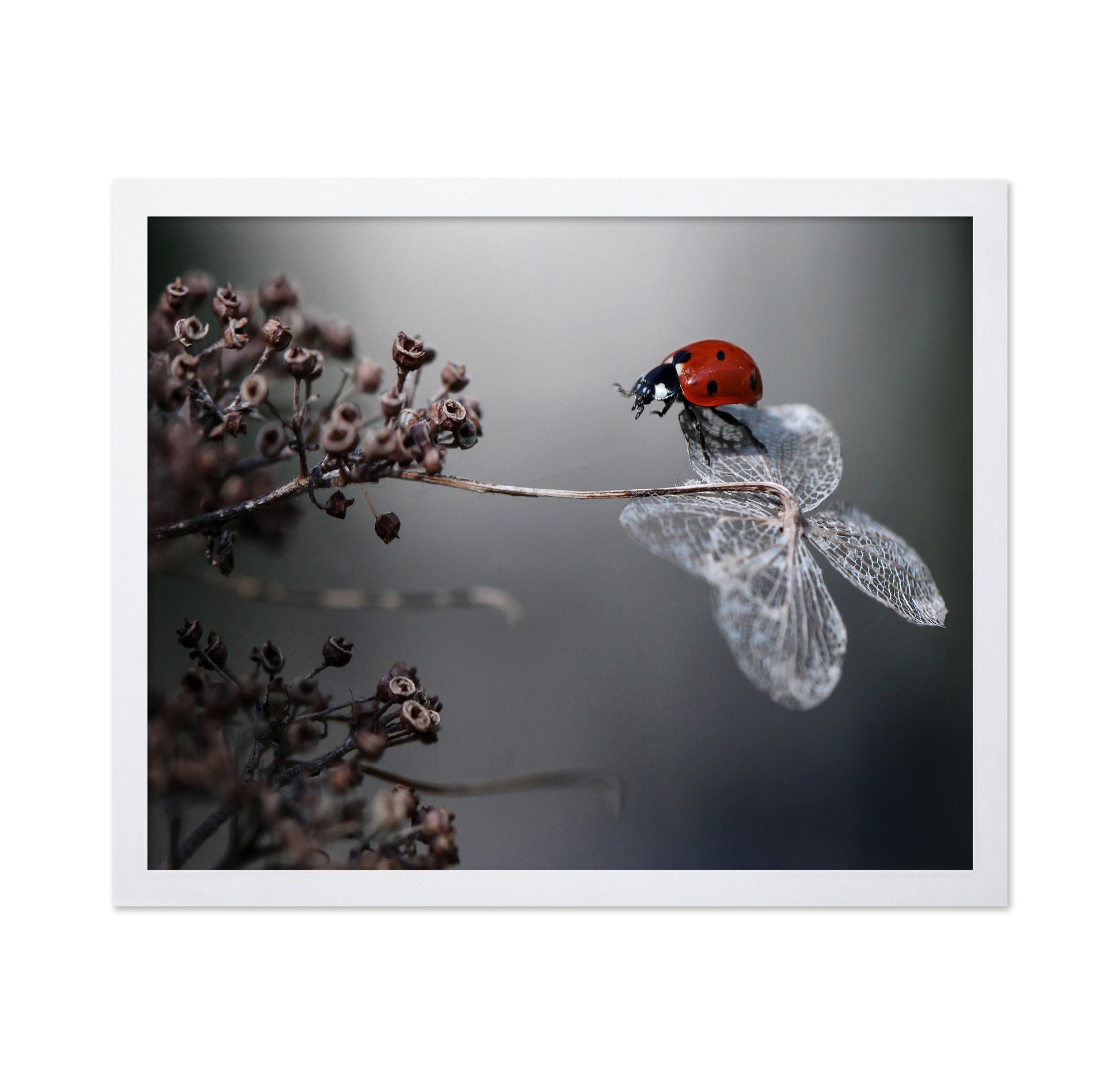 Ladybird On Hydrangea