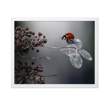 Ladybird On Hydrangea