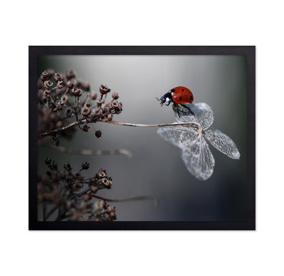 Ladybird On Hydrangea