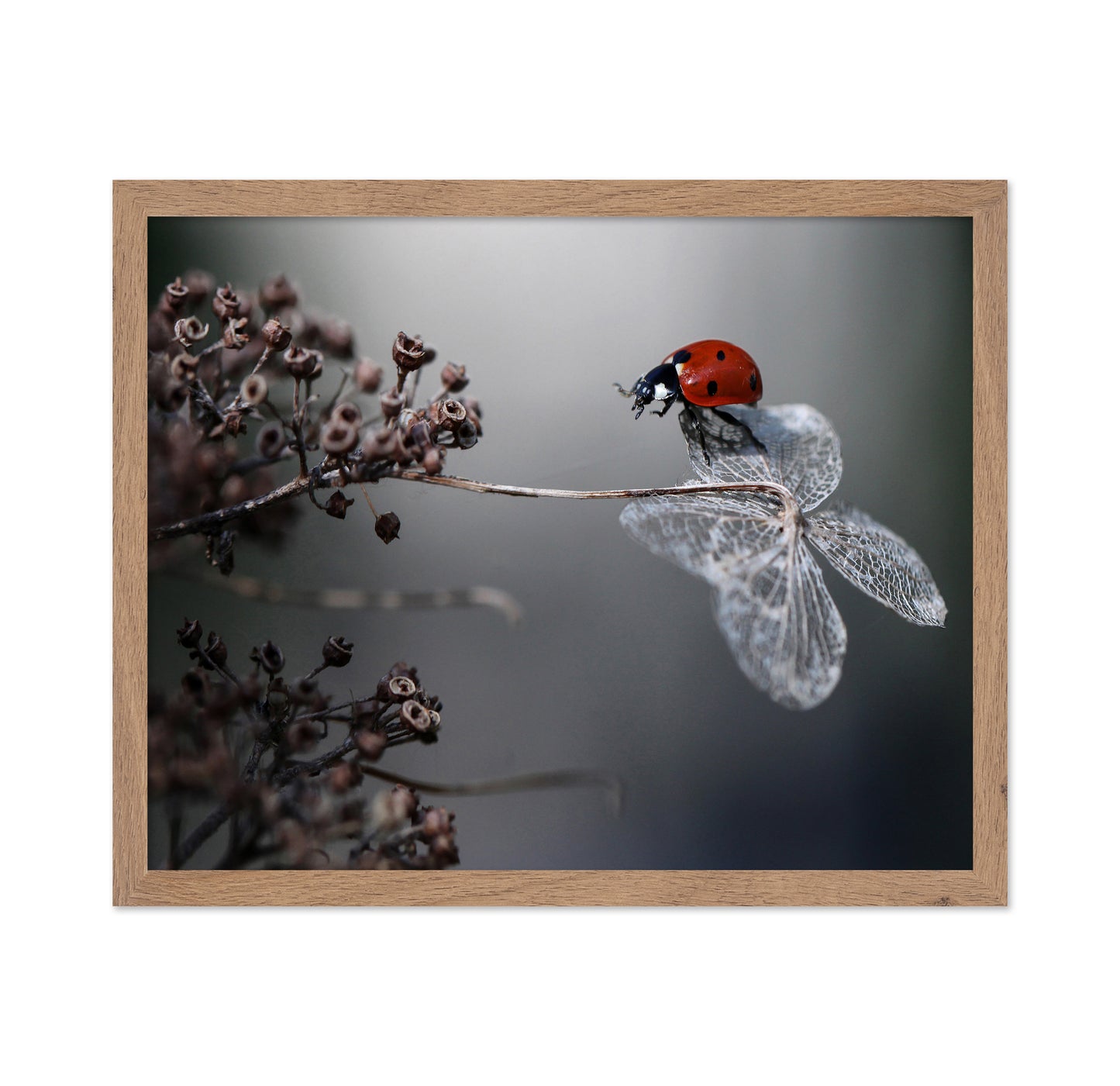 Ladybird On Hydrangea