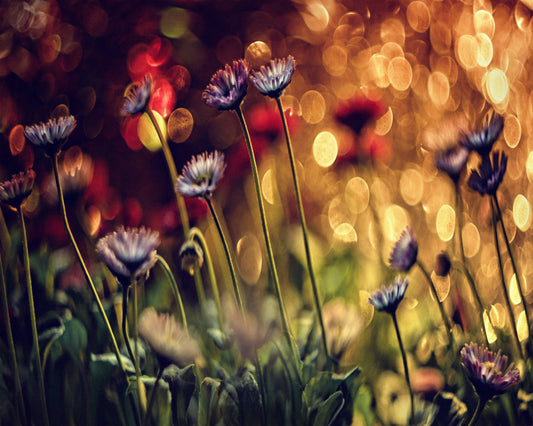 Summer Flowers