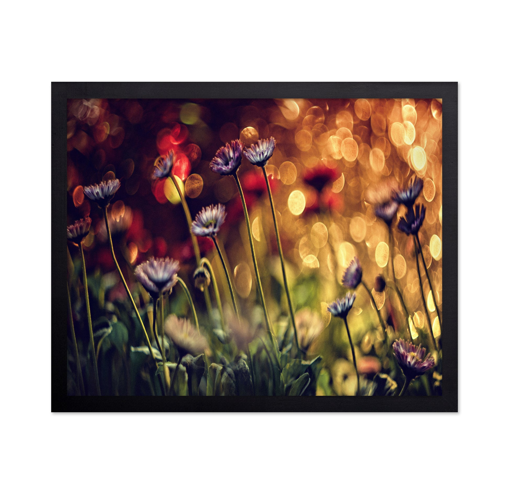 Summer Flowers