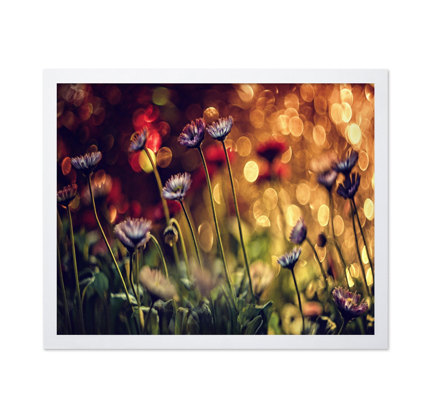 Summer Flowers