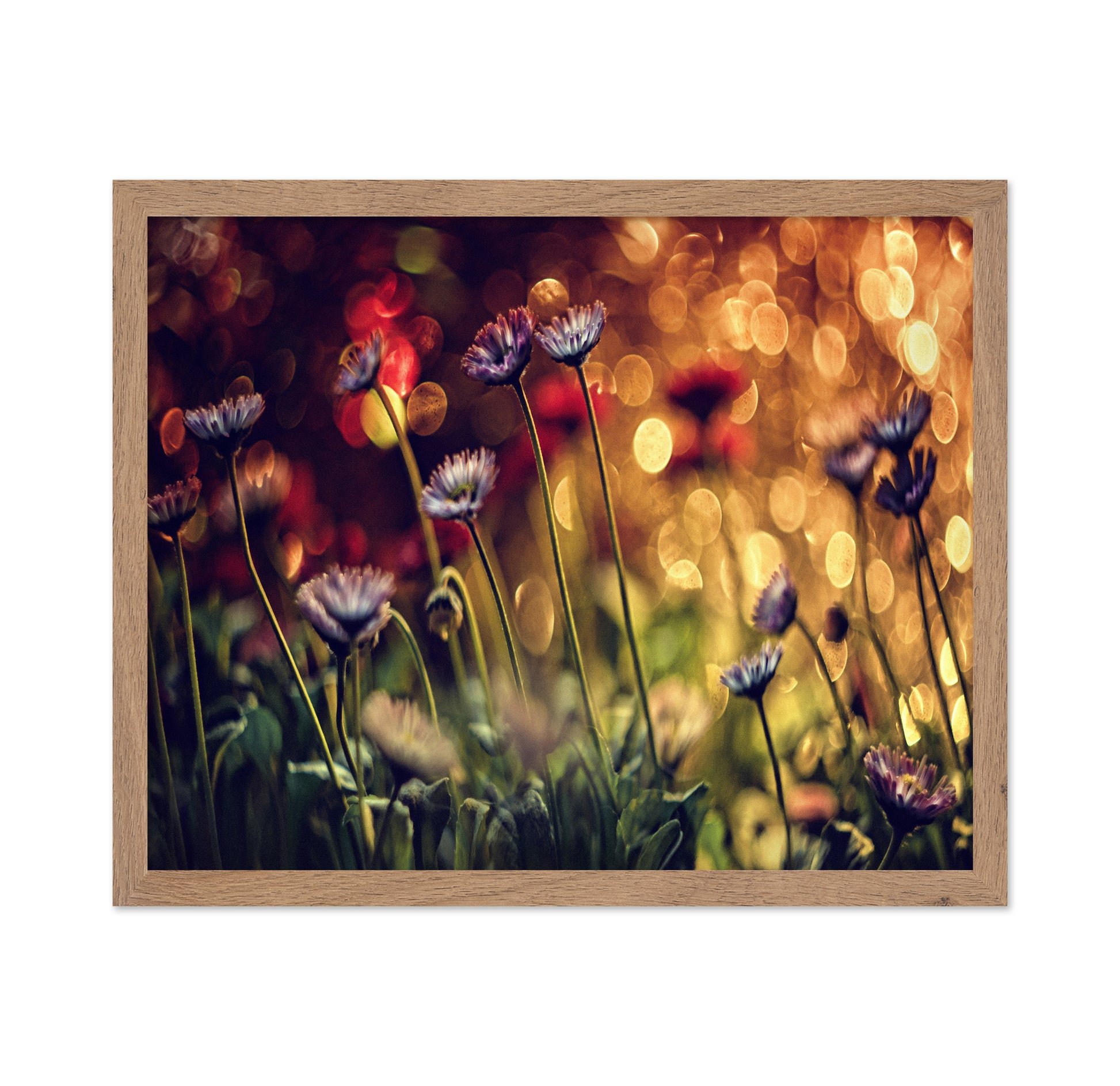 Summer Flowers