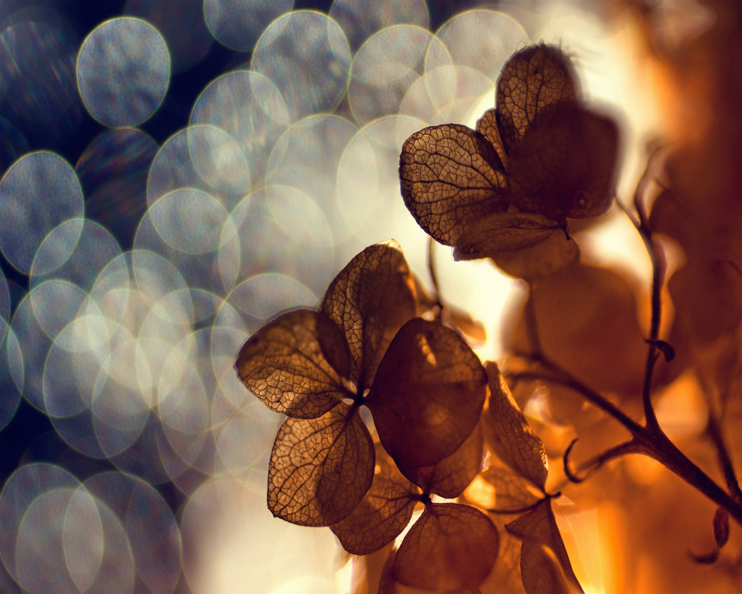 A Beautiful Light