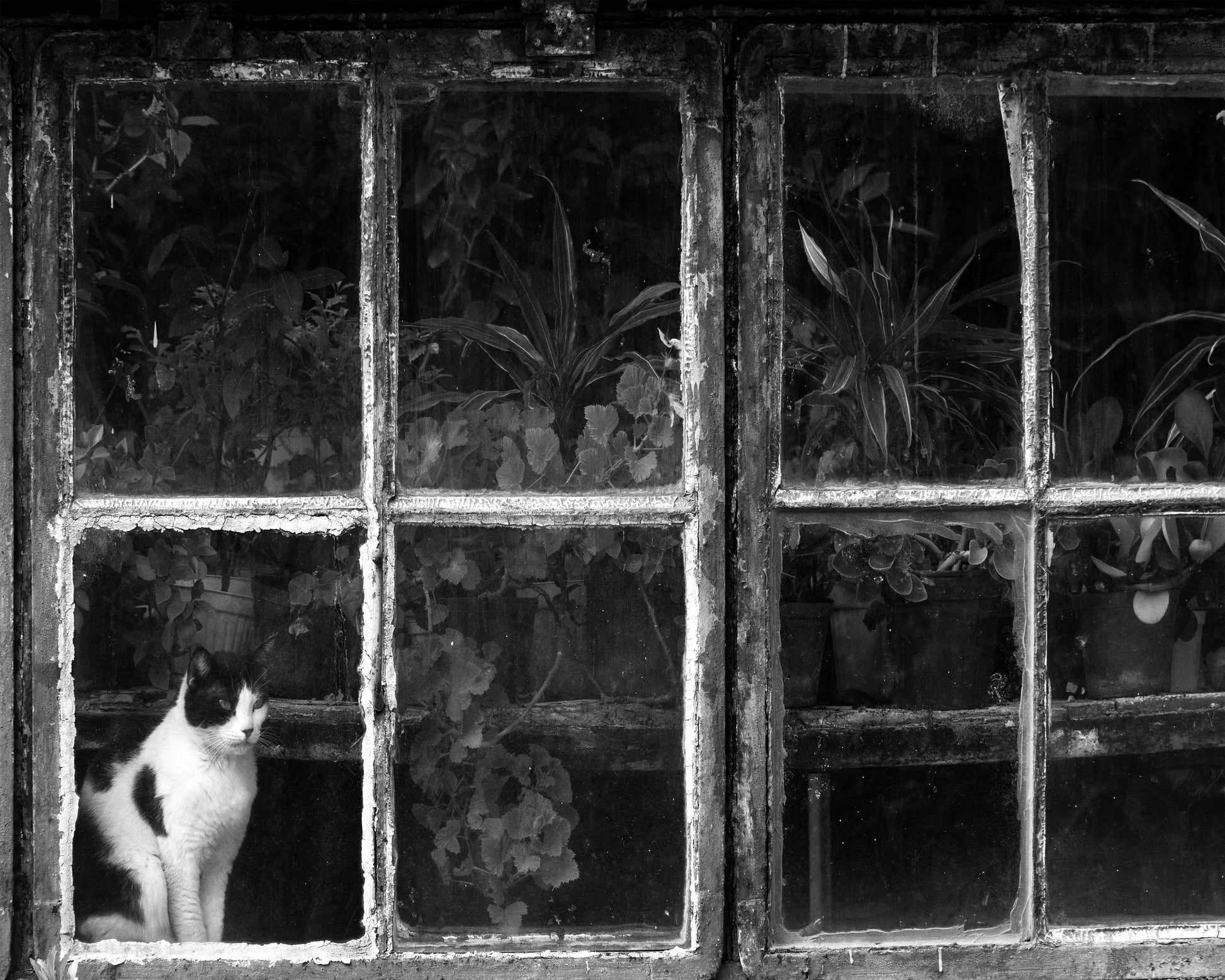 Black & White Cat at Botanical Garden