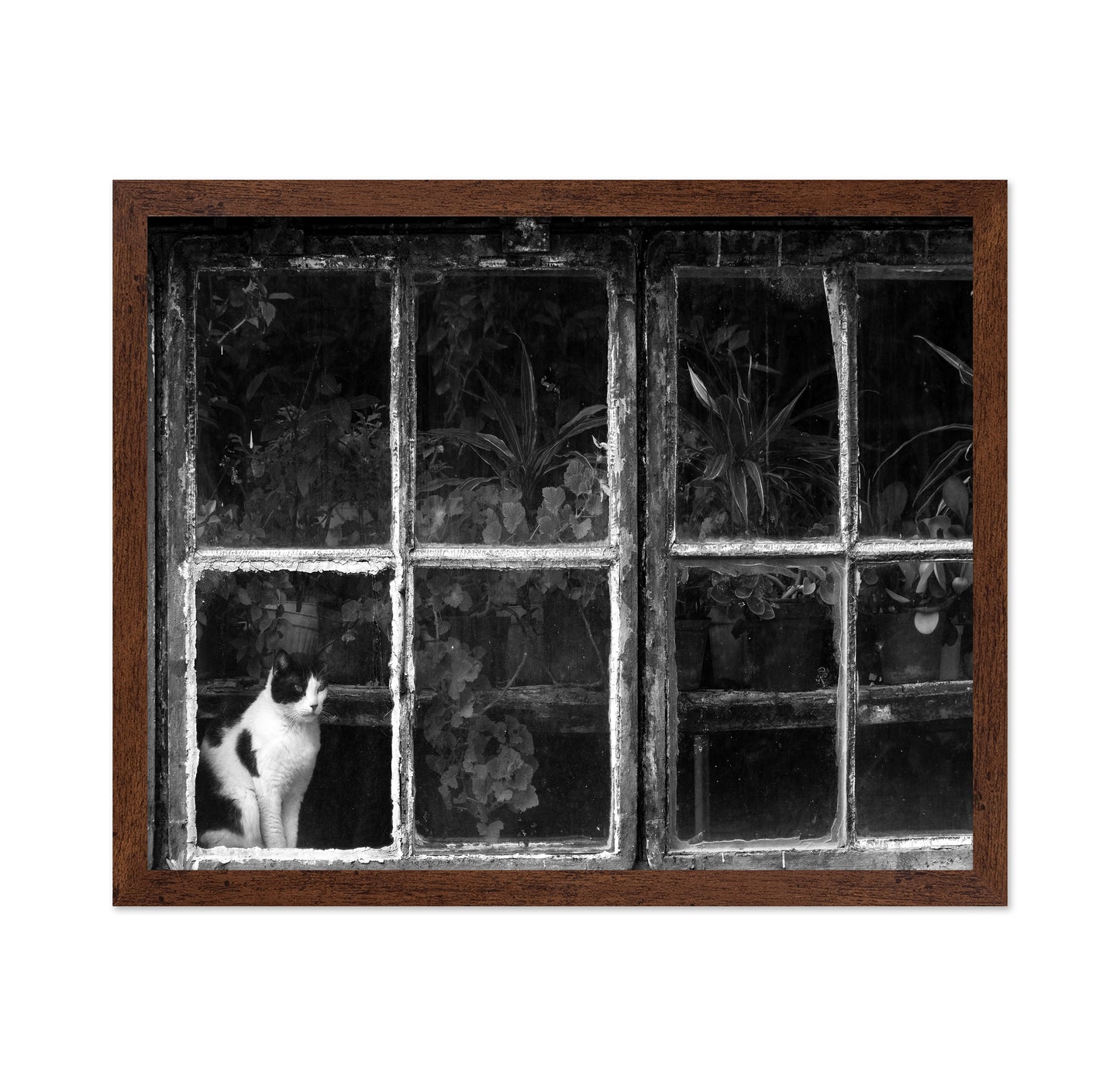 Black & White Cat at Botanical Garden