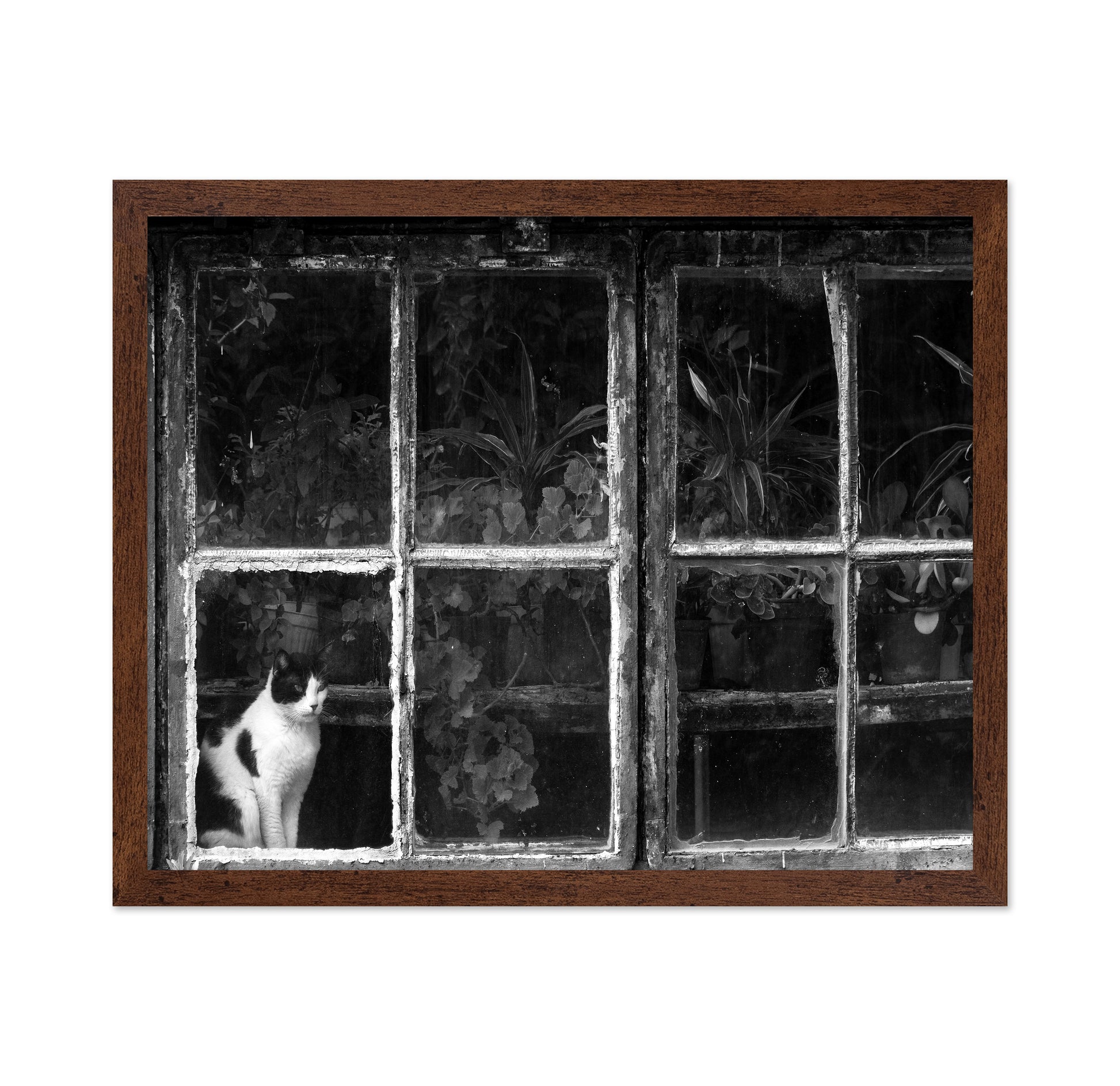 Black & White Cat at Botanical Garden