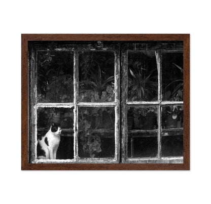 Black & White Cat at Botanical Garden