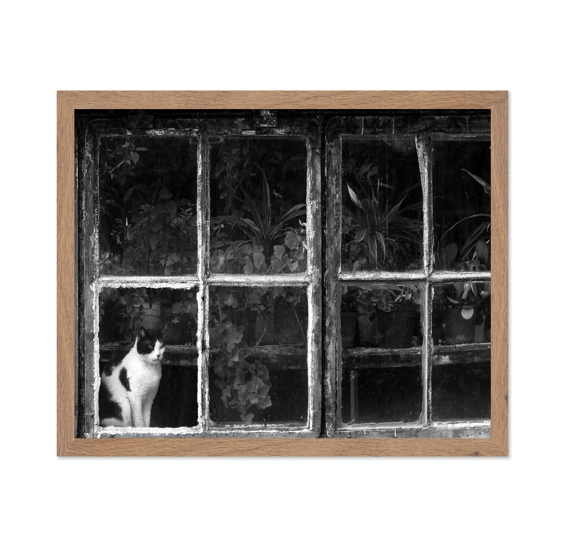 Black & White Cat at Botanical Garden