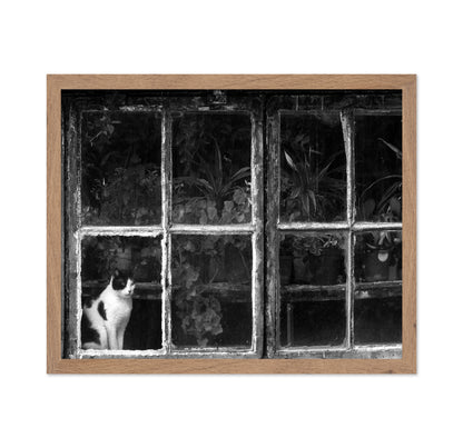 Black & White Cat at Botanical Garden