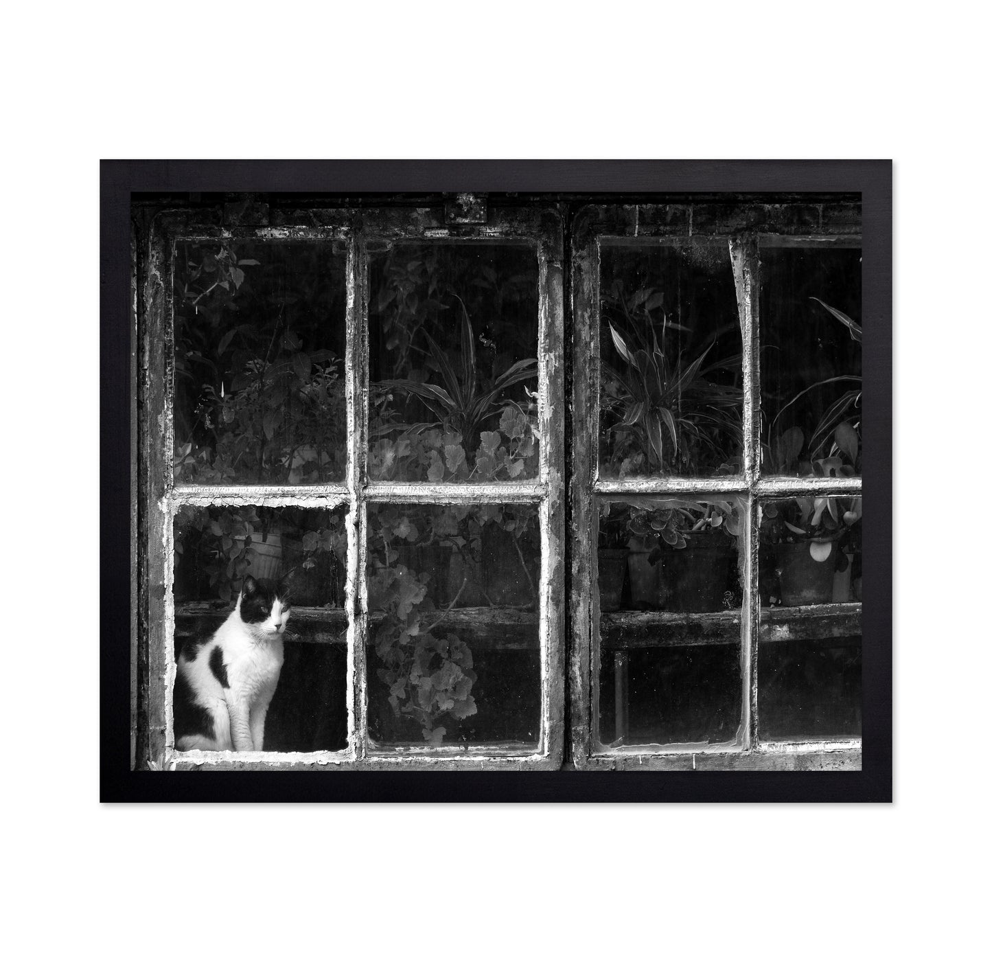 Black & White Cat at Botanical Garden