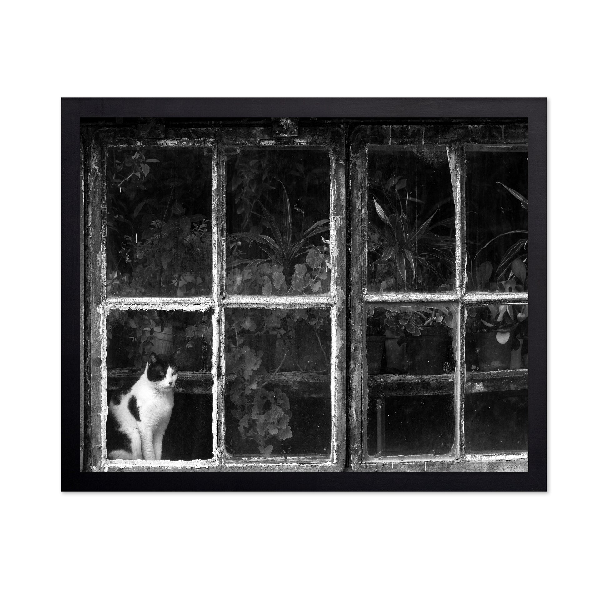 Black & White Cat at Botanical Garden
