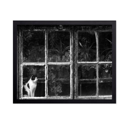 Black & White Cat at Botanical Garden