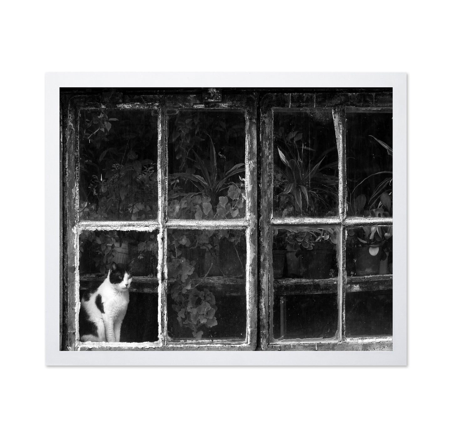 Black & White Cat at Botanical Garden