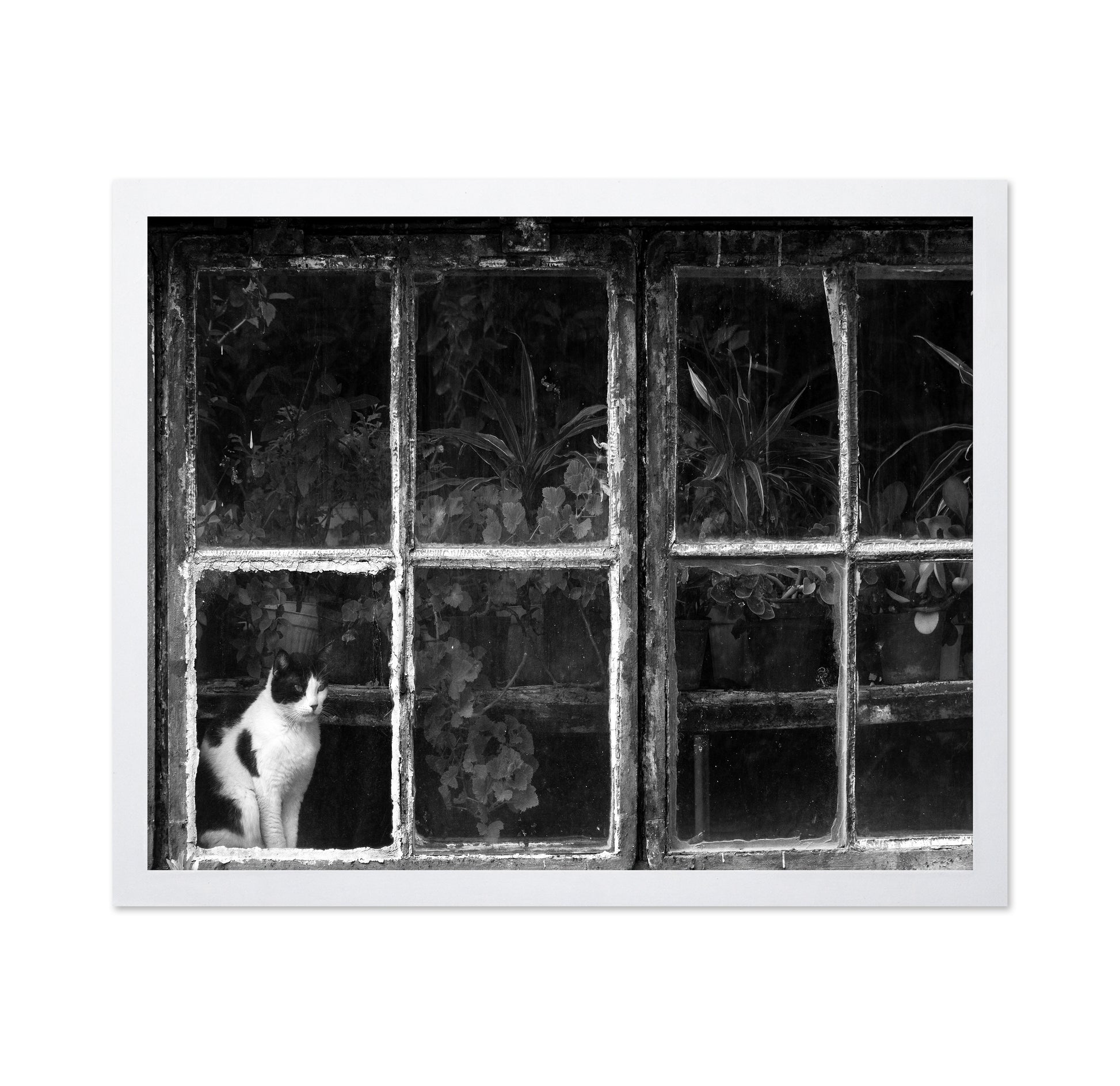 Black & White Cat at Botanical Garden
