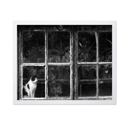 Black & White Cat at Botanical Garden