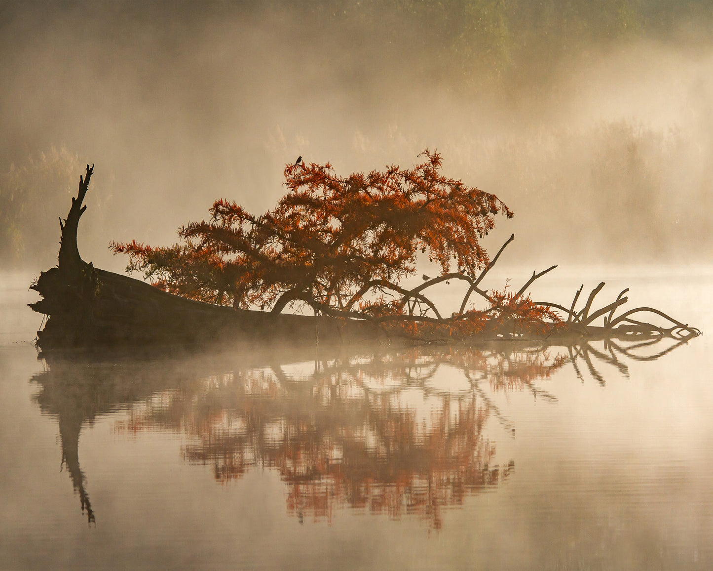 The Flying Dutchman