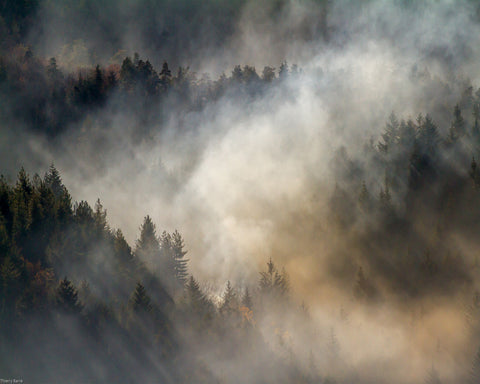 Misty Forest No1