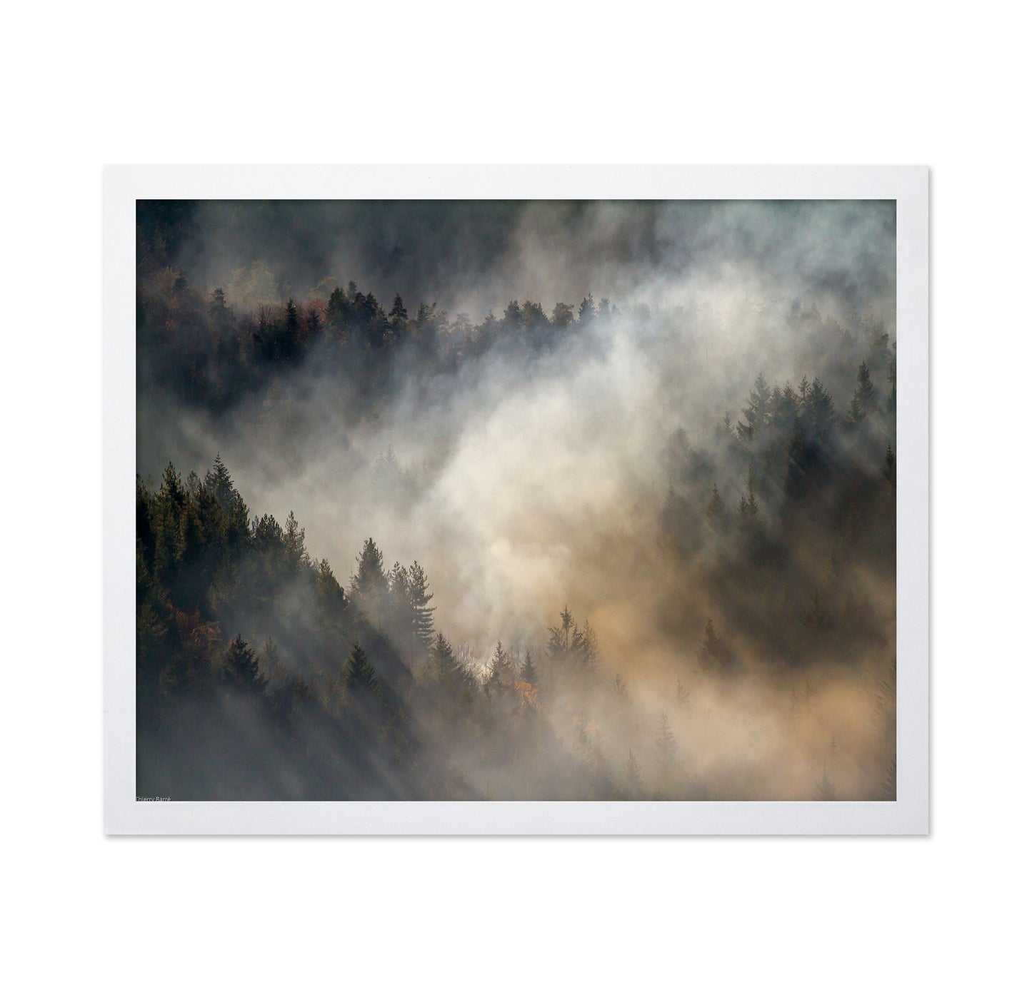 Misty Forest No1
