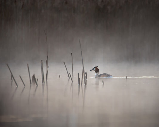 Quiet Morning